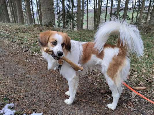 Kooikerhondje-Beitrag-Bild