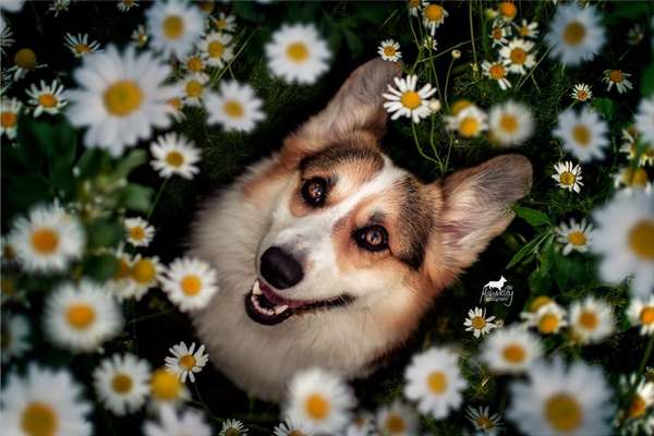 Die Dogorama Monats Challenge "Es grünt und blüht"-Beitrag-Bild