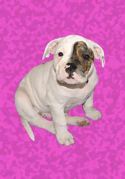 Welpen Bilder !-Beitrag-Bild