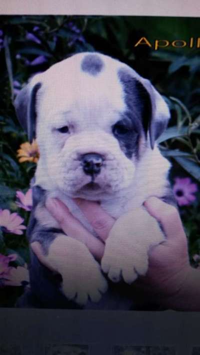 Welpen Bilder !-Beitrag-Bild