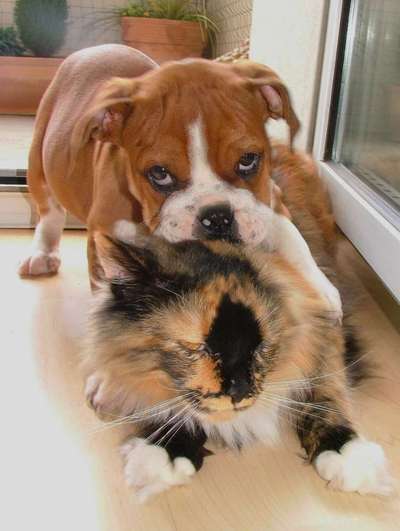 Welpen Bilder !-Beitrag-Bild