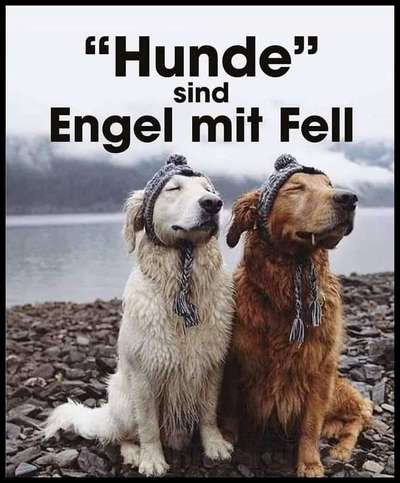 Hunde sprüche-Beitrag-Bild