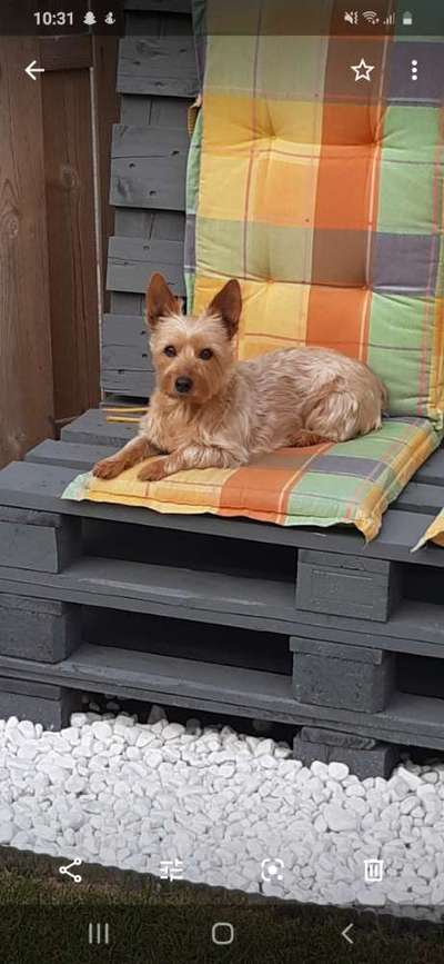 Die Dogorama Kalender Challenge Titelbild-Beitrag-Bild