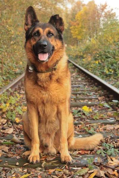 Unsere Fellnasen im Regenbogenland-Beitrag-Bild