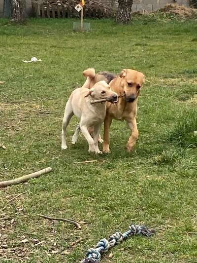 Bester Freund, Hundekumpel - zeigt her!-Beitrag-Bild