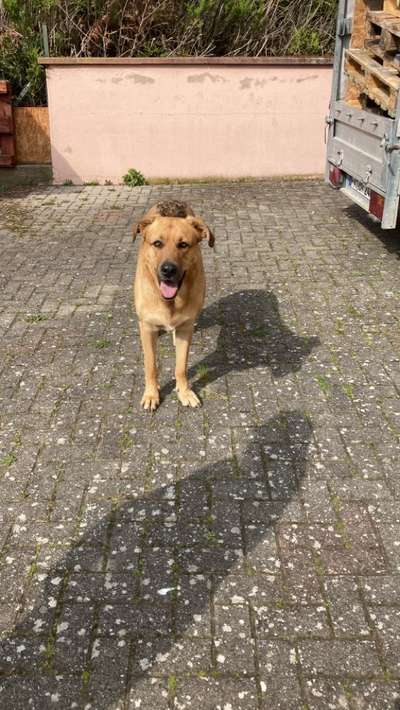 Labradorfans-Beitrag-Bild