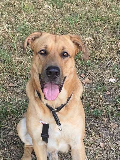 Labradorfans-Beitrag-Bild