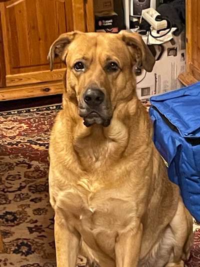 Labradorfans-Beitrag-Bild