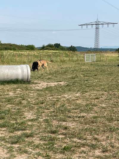 Hundeauslaufgebiet-Hundewiese Herbolzheim-Bild