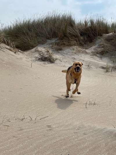 Labradorfans-Beitrag-Bild