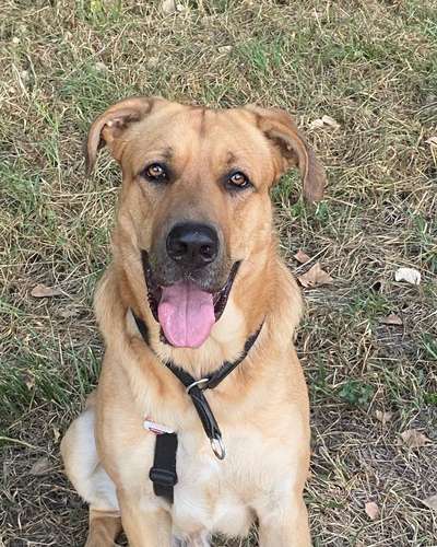 Labradorfans-Beitrag-Bild