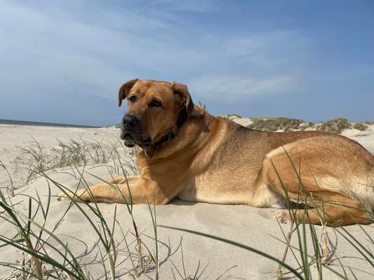 Herdenschutzhunde-Beitrag-Bild