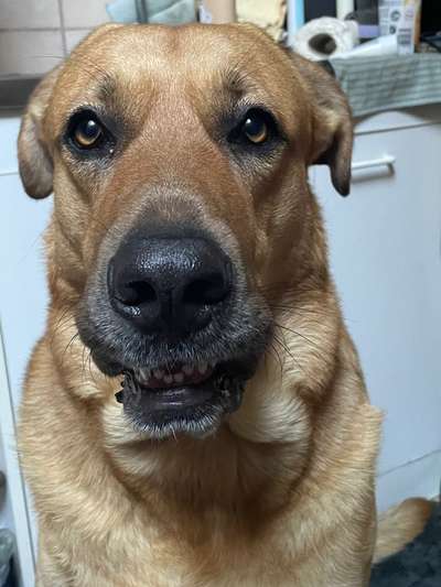 Unsere Fellnasen-Vielfalt im Überblick!-Beitrag-Bild