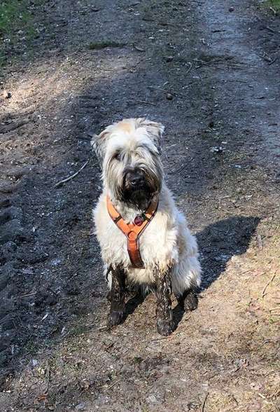 FOTOCHALLENGE 72 - Glücklicher Hund im Schmuddel-Look-Beitrag-Bild