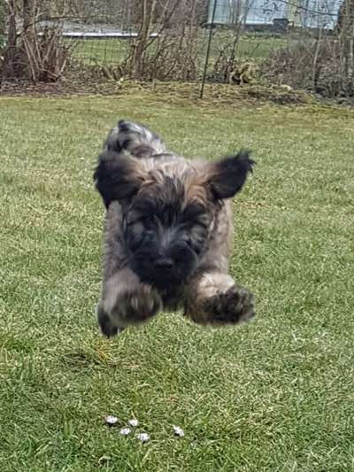 Welpen Bilder !-Beitrag-Bild