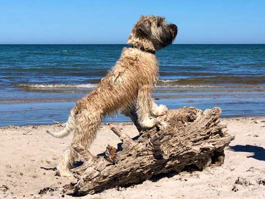 Soft coat wheaten terrier-Beitrag-Bild