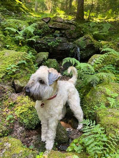 Gibt es hier Irish Soft Coated Wheaten Terrier Besitzer?-Beitrag-Bild