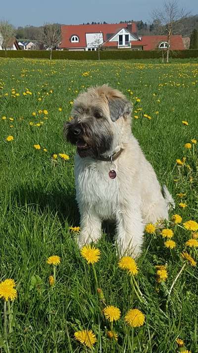 Soft coat wheaten terrier-Beitrag-Bild