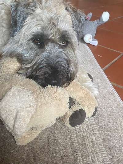 Vor dem Friseur - nach dem Friseur-Beitrag-Bild