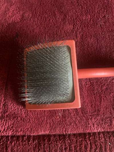 Gibt es hier Irish Soft Coated Wheaten Terrier Besitzer?-Beitrag-Bild