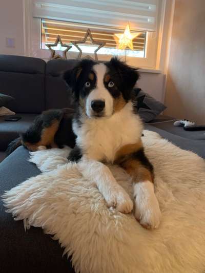 Welche Hunderasse-Beitrag-Bild