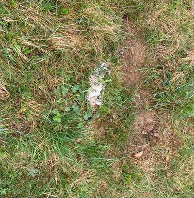 Giftköder-Möglicher Giftköder-Bild