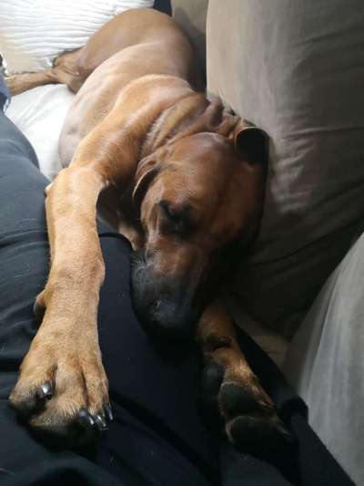 Rhodesian Ridgeback-Beitrag-Bild