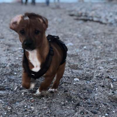 Hundetreffen-Suche ein Spiel oder Trainings Partner für Oskar-Bild