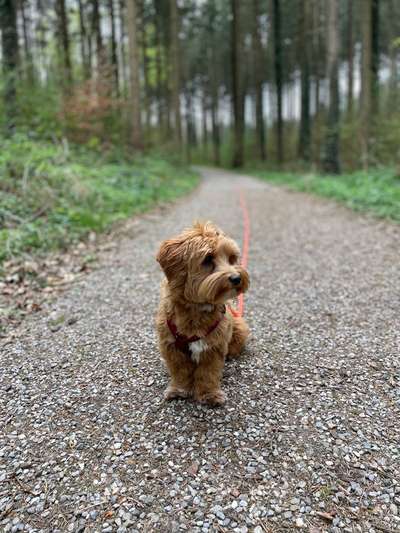Hundetreffen-gemeinsame Gassirunden-Bild
