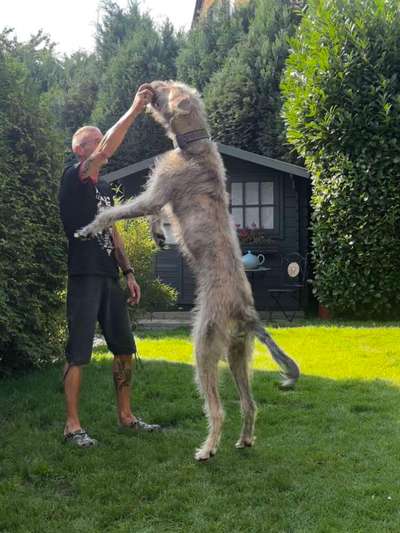 61. Handyfotochallenge - der springende Hund-Beitrag-Bild