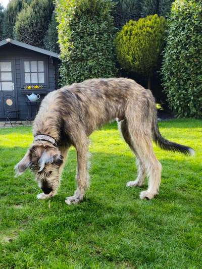 Wie groß waren eure welpen ?-Beitrag-Bild