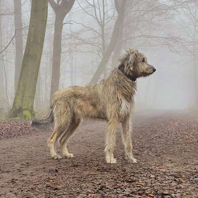 Hundetreffen-Gemeinsames spazieren mit dem Iren 🐕-Bild