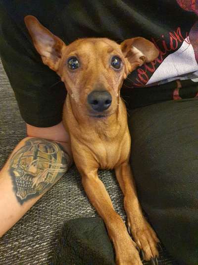 CHALLENGE NR. 19 - Der Hundeblick-Beitrag-Bild