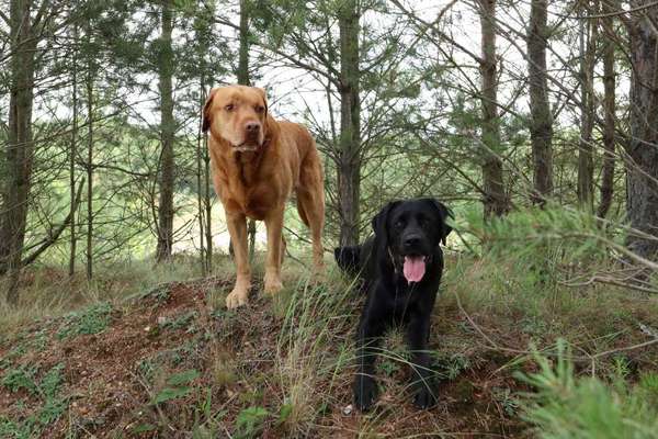 Hundetreffen-Gassi gehen-Bild