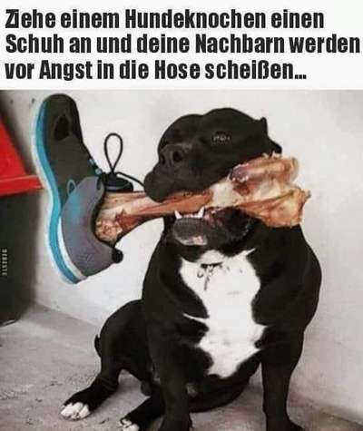 Hunde Memes-Beitrag-Bild