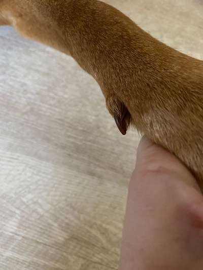 Wolfskralle-Beitrag-Bild