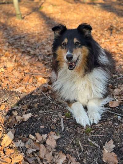 Welche Zahnpasta für den Hund könnt ihr Empfehlen?-Beitrag-Bild