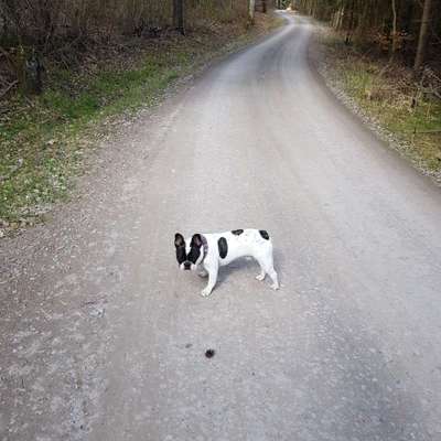 Fotochallenge No. 26                                     Wald und Wiese-Beitrag-Bild