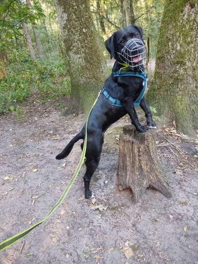 Hundetreffen-Gemeinsamer Spaziergang-Bild
