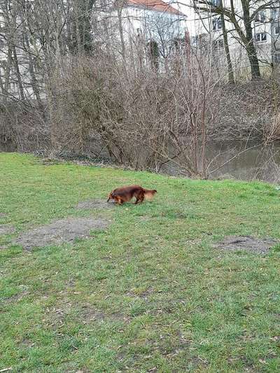 Hundetreffen-Gassirunde-Bild