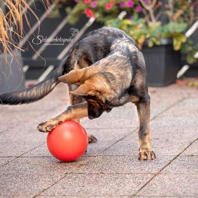 Hundetreffen-Junghundetreffen um Eschwege/Wanfried-Bild