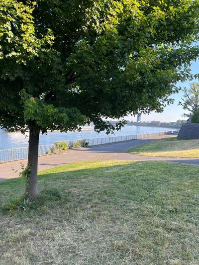 Giftköder-Rattengift auf Wiese (grün)-Bild