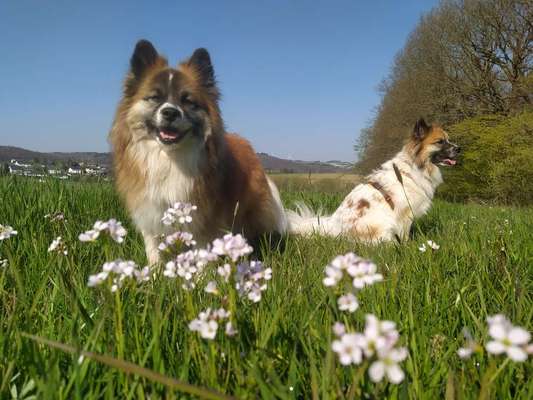 Die Dogorama Monats Challenge "Es grünt und blüht"-Beitrag-Bild