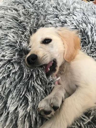 Wo sind die Golden Retriever Liebhaber?-Beitrag-Bild