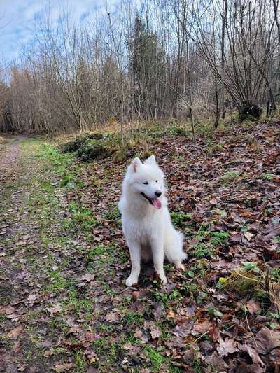 Hundetreffen-Social Walk Buddy gesucht-Bild