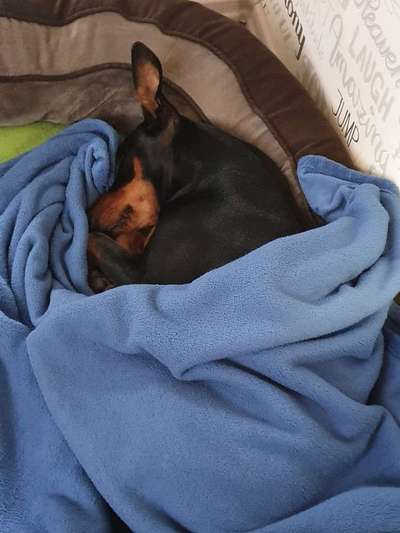 Liebhaber des Deutschen Pinscher gesucht.-Beitrag-Bild