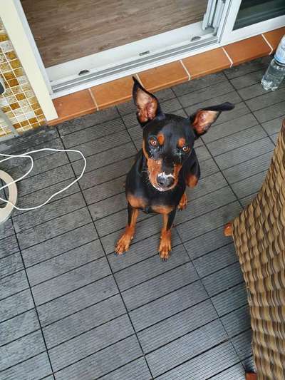 Liebhaber des Deutschen Pinscher gesucht.-Beitrag-Bild
