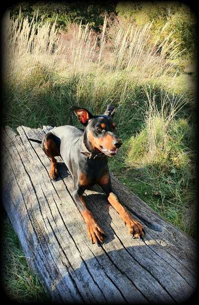 Liebhaber des Deutschen Pinscher gesucht.-Beitrag-Bild
