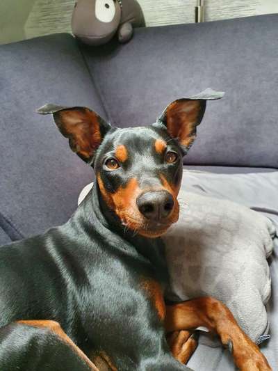 Liebhaber des Deutschen Pinscher gesucht.-Beitrag-Bild