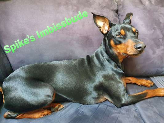 Die Dogorama Kalender Challenge Titelbild-Beitrag-Bild